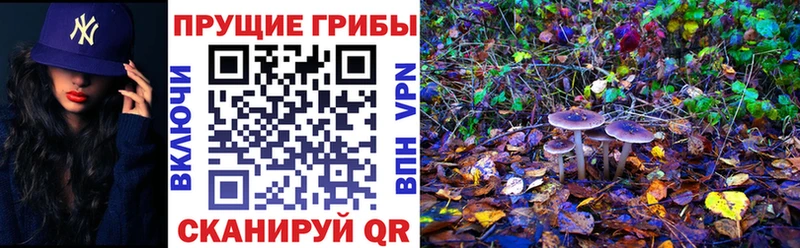 Псилоцибиновые грибы Cubensis  цена   Лениногорск 